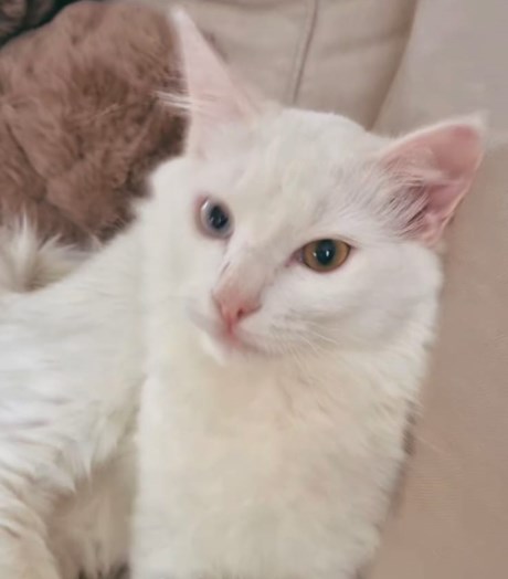 Kat Europese korthaar of huiskat