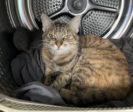 Kat Europese korthaar of huiskat