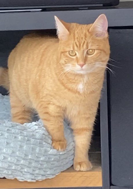 Kat Europese korthaar of huiskat