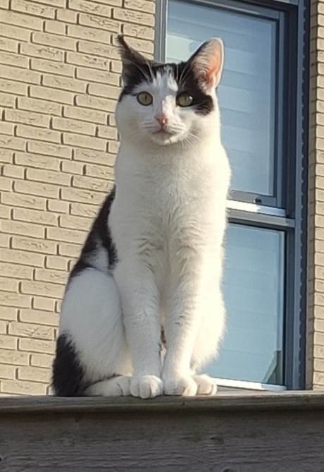 Kat Europese korthaar of huiskat