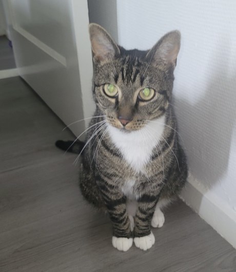 Kat Europese korthaar of huiskat