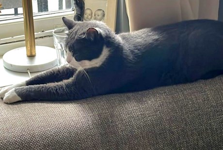 Kat Europese korthaar of huiskat