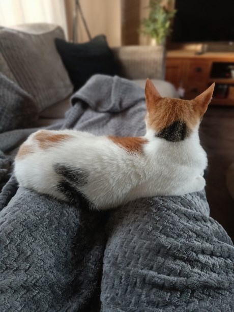 Kat Europese korthaar of huiskat