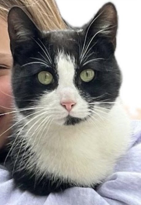 Kat Europese korthaar of huiskat