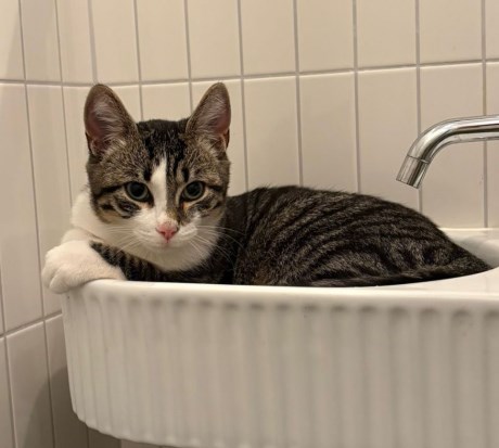 Kat Europese korthaar of huiskat