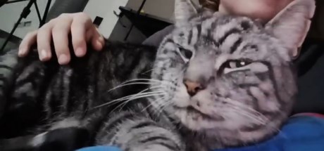 Kat Europese korthaar of huiskat