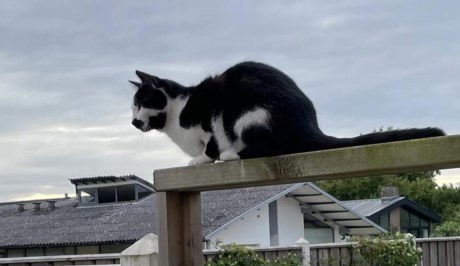 Kat Europese korthaar of huiskat