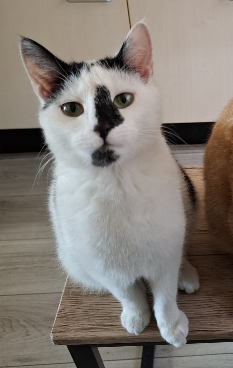 Kat Europese korthaar of huiskat