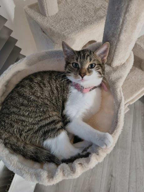 Kat Europese korthaar of huiskat