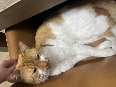 Kat Europese korthaar of huiskat