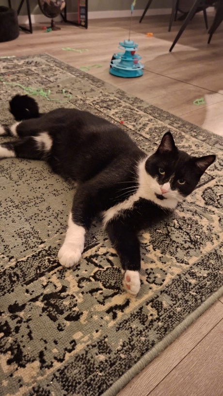 Kat Europese korthaar of huiskat