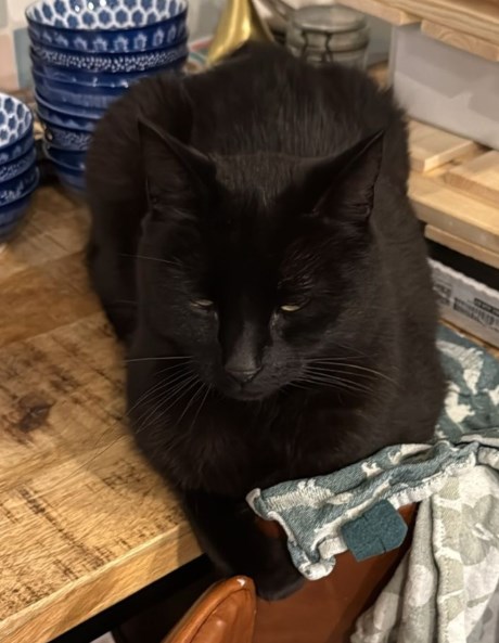 Kat Europese korthaar of huiskat