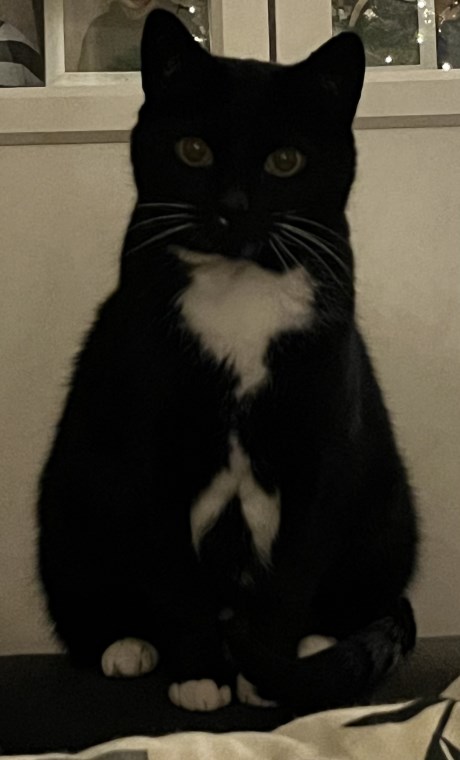 Kat Europese korthaar of huiskat