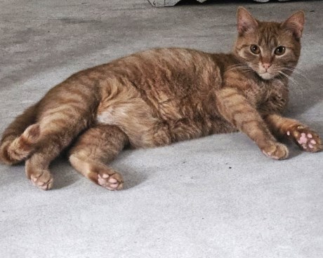 Kat Europese korthaar of huiskat