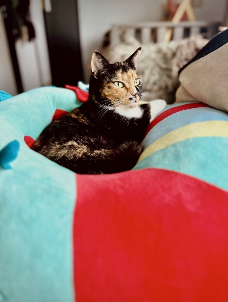 Kat Europese korthaar of huiskat