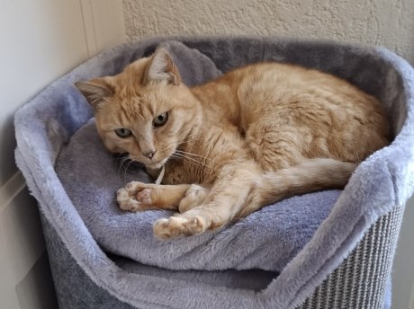 Kat Europese korthaar of huiskat