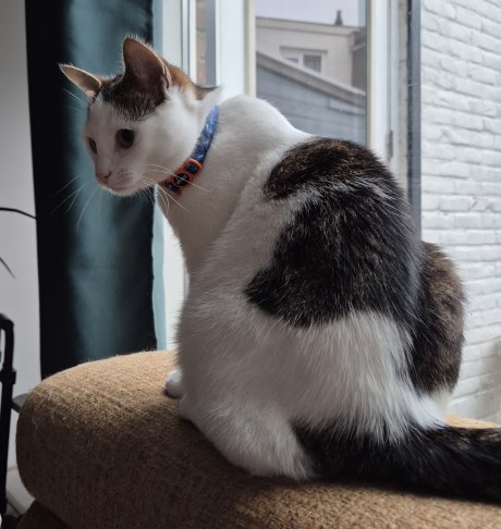 Kat Europese korthaar of huiskat