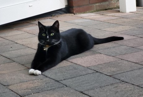 Kat Europese korthaar of huiskat