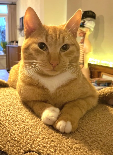 Kat Europese korthaar of huiskat