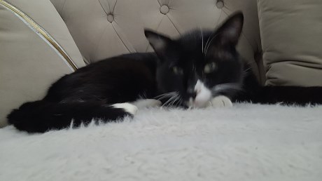 Kat Europese korthaar of huiskat