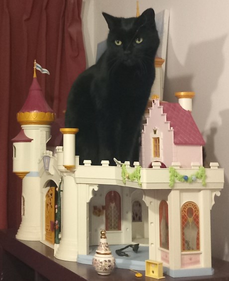 Kat Europese korthaar of huiskat