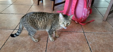 Kat Europese korthaar of huiskat