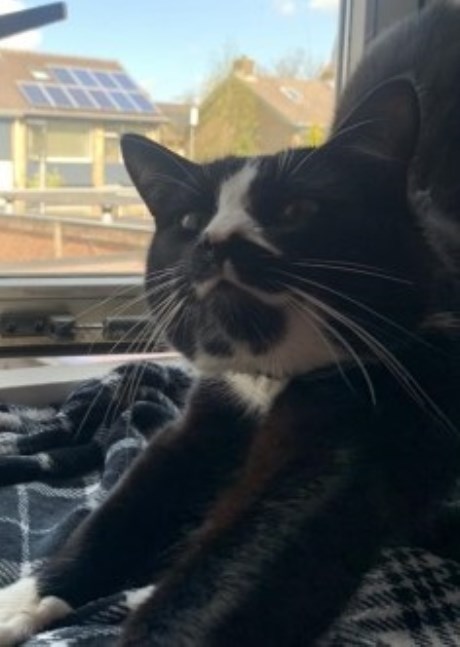 Kat Europese korthaar of huiskat