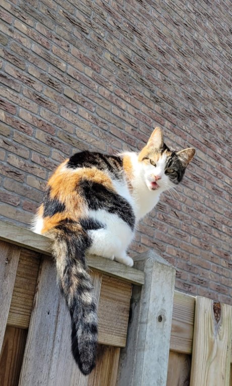 Kat Europese korthaar of huiskat