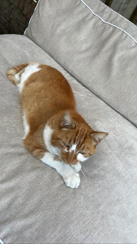 Kat Europese korthaar of huiskat