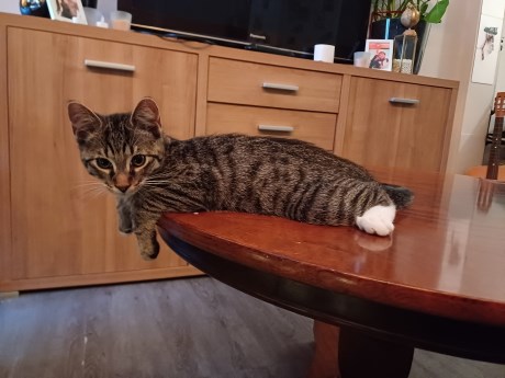 Kat Europese korthaar of huiskat