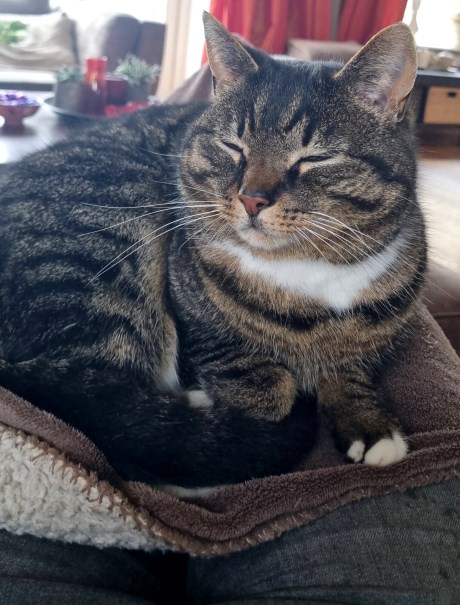 Kat Europese korthaar of huiskat