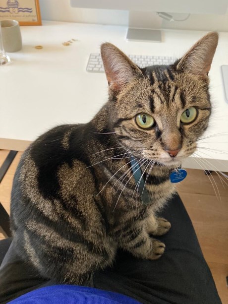 Kat Europese korthaar of huiskat