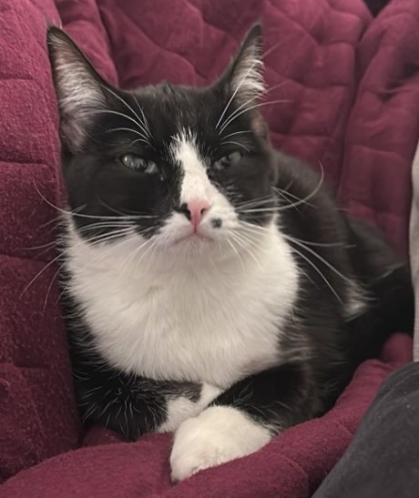 Kat Europese korthaar of huiskat