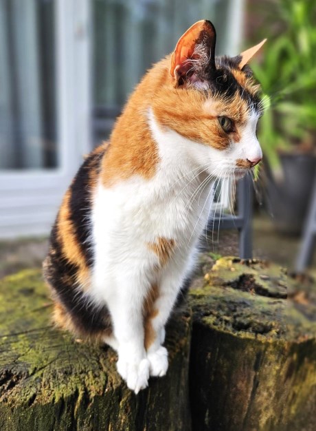 Kat Europese korthaar of huiskat