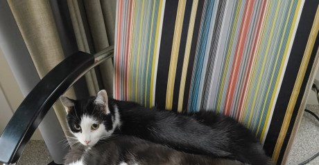 Kat Europese korthaar of huiskat