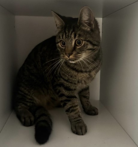 Kat Europese korthaar of huiskat