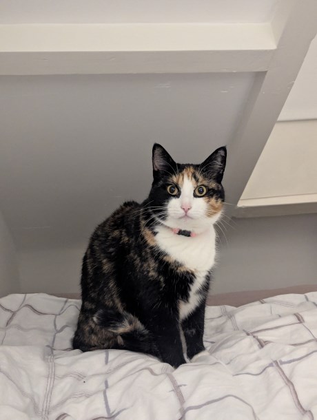 Kat Europese korthaar of huiskat