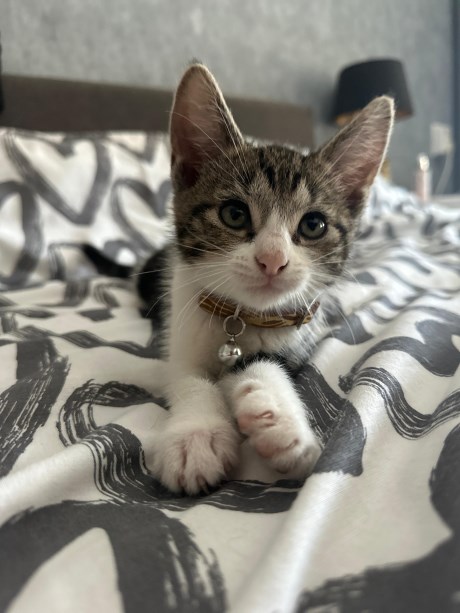 Kat Europese korthaar of huiskat