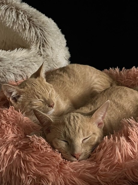 Kat Europese korthaar of huiskat