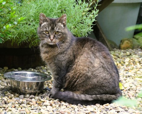 Kat Europese korthaar of huiskat