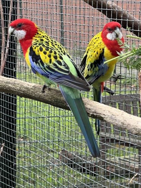 Vogel Overige rassen