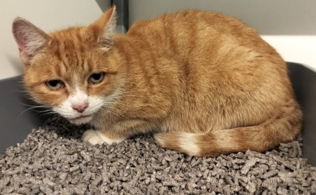 Kat Europese korthaar of huiskat