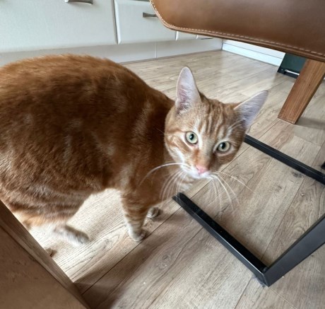 Kat Europese korthaar of huiskat