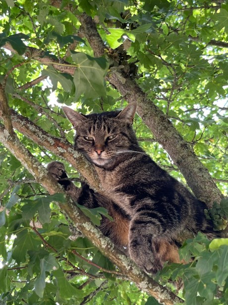 Kat Europese korthaar of huiskat