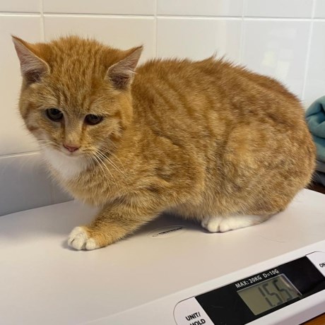 Kat Europese korthaar of huiskat