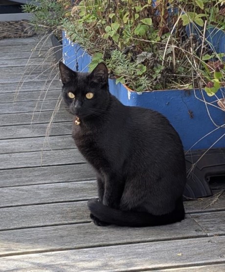 Kat Europese korthaar of huiskat