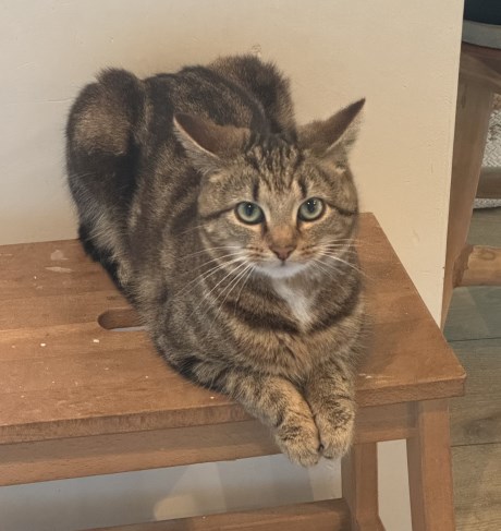 Kat Europese korthaar of huiskat