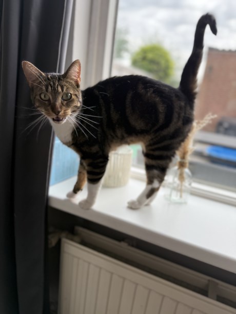 Kat Europese korthaar of huiskat