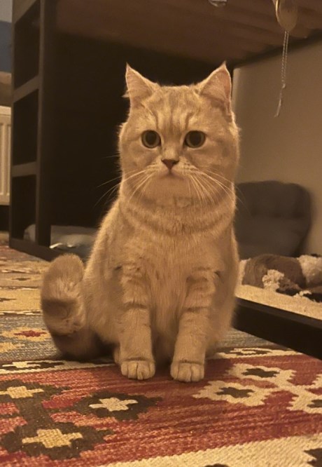 Kat Brits korthaar X