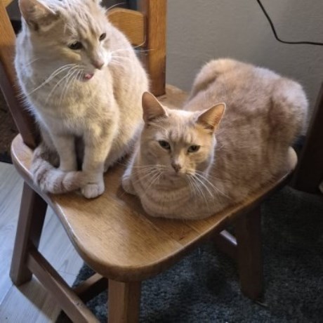 Kat Europese korthaar of huiskat